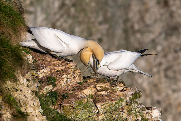 Bempton-184
