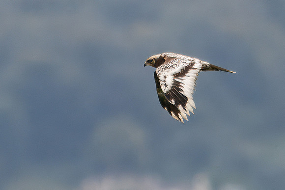Leucistic Marsh Harrier 270924