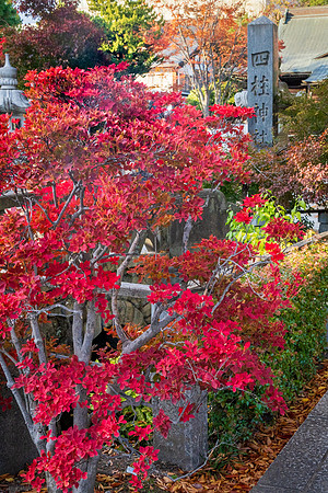 Matsumoto-18